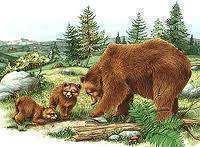 Οι εποχιακοί κύκλοι της διατροφής της αρκούδας Φθινόπωρο Το φθινόπωρο είναι η εποχή που η αρκούδα αφιερώνει τον περισσότερο χρόνο στην αναζήτηση και κατανάλωση τροφής.