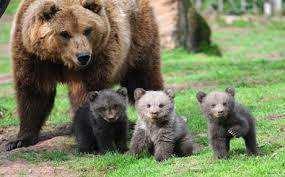 Κάθε πότε γεννάνε οι αρκούδες