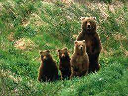 Ποιες είναι οι φροντίδες των γονιών Μόνο η θηλυκιά αρκούδα ασχολείται µε την ανατροφή των µικρών Τα αναθρέφει και τα εκπαιδεύει για 1,5 µε 2 χρόνια ιανύουν