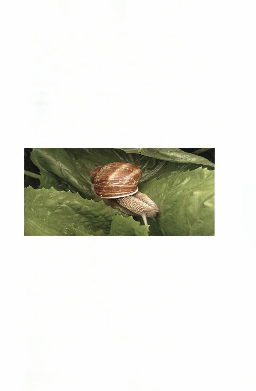 1.4. Αναπαραγωγή To Helix aspersa όπως και τα περισσότερα χερσαία σαλιγκάρια είναι ερμαφρόδιτο ζώο που απαιτεί τη συμβολή και δεύτερου ατόμου για την αναπαραγωγή του γι αυτό χαρακτηρίζεται ως