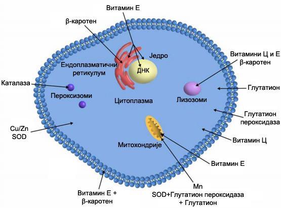 Pokorný, 2007; Kancheva, 2009). Систем антиоксидативне одбране код човека се може поделити на две целине: ензимски и неензимски антиоксидативни систем (Birben et al., 2012) (слика 14). Слика 14.