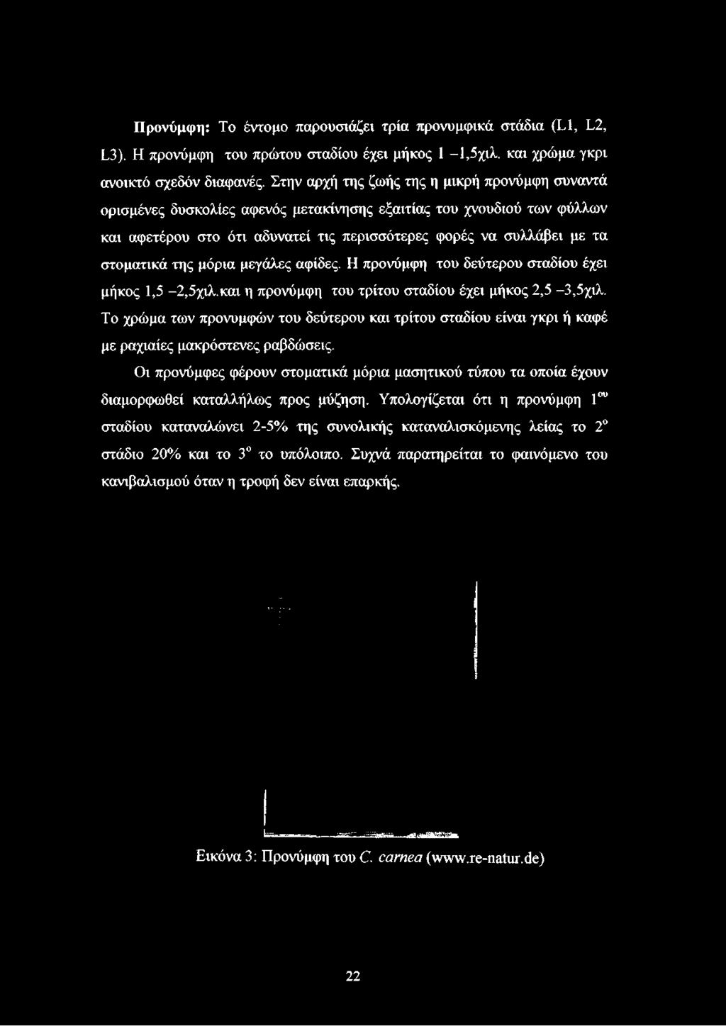 περισσότερες φορές να συλλάβει με τα στοματικά της μόρια μεγάλες αφίδες. Η προνύμφη του δεύτερου σταδίου έχει μήκος 1,5-2,5χιλ.