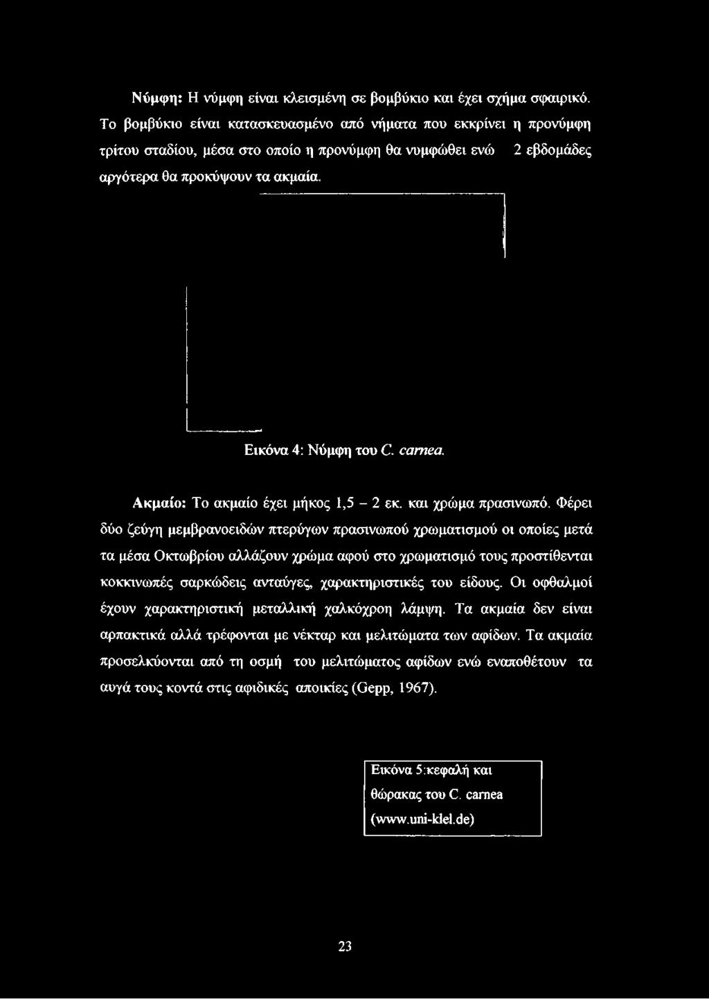 θα νυμφώθει ενώ 2 εβδομάδες αργότερα θα προκόψουν τα ακμαία. Εικόνα 4: Νύμφη του C. carnea.