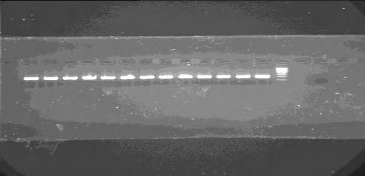 Αλυσιδωτή αντίδραση πολυμεράσης (PCR)- Βακτήρια Στη πρώτη αντίδραση PCR για την ενίσχυση ενός τμήματος 16S rdna των βακτηρίων χρησιμοποιήθηκαν οι 63f και 1087r εκκινητές.