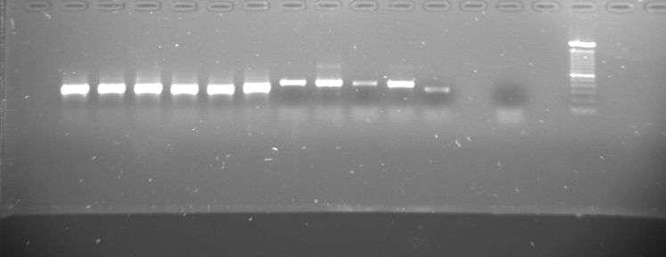 Για την δεύτερη αντίδραση PCR ημιεσωτερικής ένθεσης χρησιμοποιήθηκαν οι ITS1F-GC και ITS2 εκκινητές και το προϊόν της αντίδρασης αυτής είναι περίπου 300bp (Εικόνα 8).