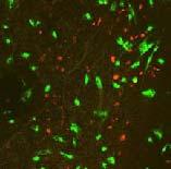 Nanobiotexnologiya Nanohissəciklərin Biosintezi