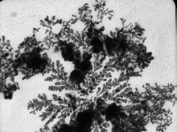 Penicillium sp.