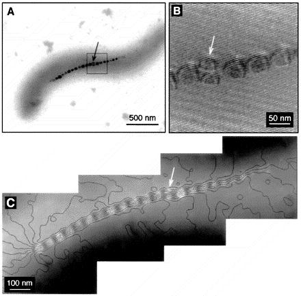 Shankar et al. 2003a, b; Lengke et al. 2006; Shahverdi et al. 2007).