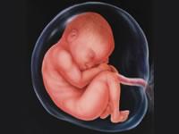 Το έμβρυο εξαρτάται αποκλειστικά από τη μητέρα του για να προσλάβει ενέργεια και τα απαραίτητα θρεπτικά συστατικά για την ανάπτυξη του.