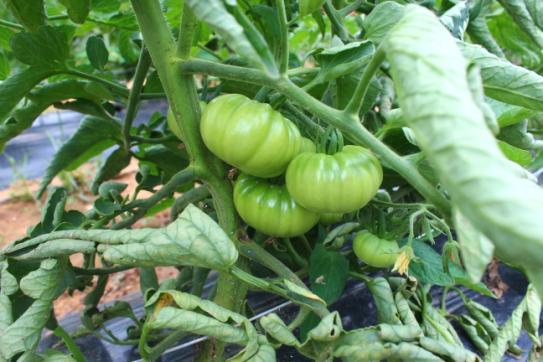Καλλιέργεια και προώθηση τοπικών ποικιλιών Χοντροκατσαρή Τομάτα 5.