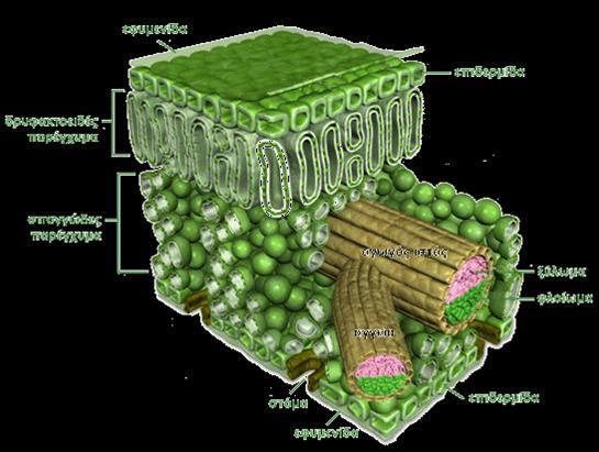 Η δομή του φύλλου Η δομή του φύλλου είναι κατάλληλα προσαρμοσμένη για να εξυπηρετεί τη λειτουργία της φωτοσύνθεσης.