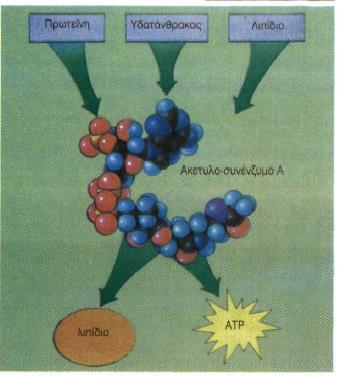 Κοινή μεταβολική πορεία Σχεδόν όλες οι ουσίες που παίρνουμε με την τροφή μας μπορούν, κατά το μεταβολισμό, να μετατραπούν σε ακετυλο-συνένζυμο Α.