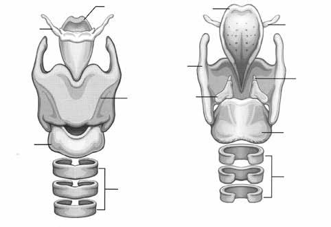 Ανατομία της Φώνησης 45 ΕΙΚΟΝΑ 2.7 Πρόσθια Όψη των Λαρυγγικών Χόνδρων, του Υοειδούς Οστού και της Επιγλωττίδας ΕΙΚΟΝΑ 2.