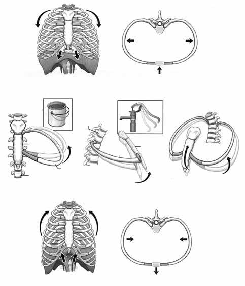 Δομές Αναπνοής 31 ΕΙΚΟΝΑ 2.4 Κινήσεις της Θωρακικής Κοιλότητας Εισπνοή Σύσπαση εκπνευστικών μυών (π.χ.