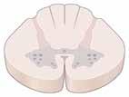 Kεφάλαιο 1 Εισαγωγή στη Νευροανατομία 19 Α Ο νωτιαίος μυελός Χαρακτηριστικά του κεφαλουραίου άξονα Α1 Κεφαλικός νωτιαίος μυελός Α4 Αυχενική μοίρα (κεφαλή, αυχένας, άνω άκρα) Αυχενική διεύρυνση Α7, 8