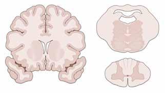 Kεφάλαιο 1 Εισαγωγή στη Νευροανατομία 5 A B Γ Φαιά ουσία Λευκή ουσία ΕΙΚΟΝΑ 1-2 Τομές του εγκεφάλου, του εγκεφαλικού στελέχους και του νωτιαίου μυελού που απεικονίζουν τη φαιά και τη λευκή ουσία.