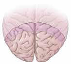 Kεφάλαιο 1 Εισαγωγή στη Νευροανατομία 7 A Β Γ Δρέπανο του εγκεφάλου Σκηνίδιο της παρεγκεφαλίδας ΕΙΚΟΝΑ 1-4 Οι μήνιγγες. Α και Β.