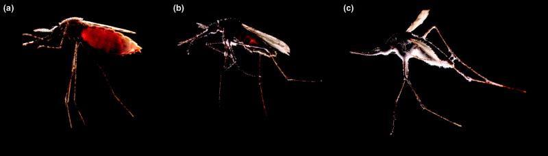 Βιοκτόνα: Environmentally sound techniques and methods (sterile male technique genetic modification, entomopathogenic fungi and bacteria) displaying