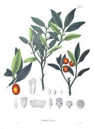 paradisii Citrus