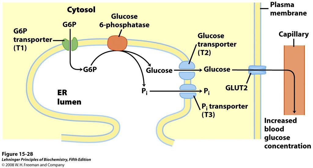 Hidroliza glukoza-6-fosfat pomoću glukoza-6-fosfataze u ER hepatocita. Katalitičko mjesto glukoza-6-fosfataze okrenuto je u lumen ER.