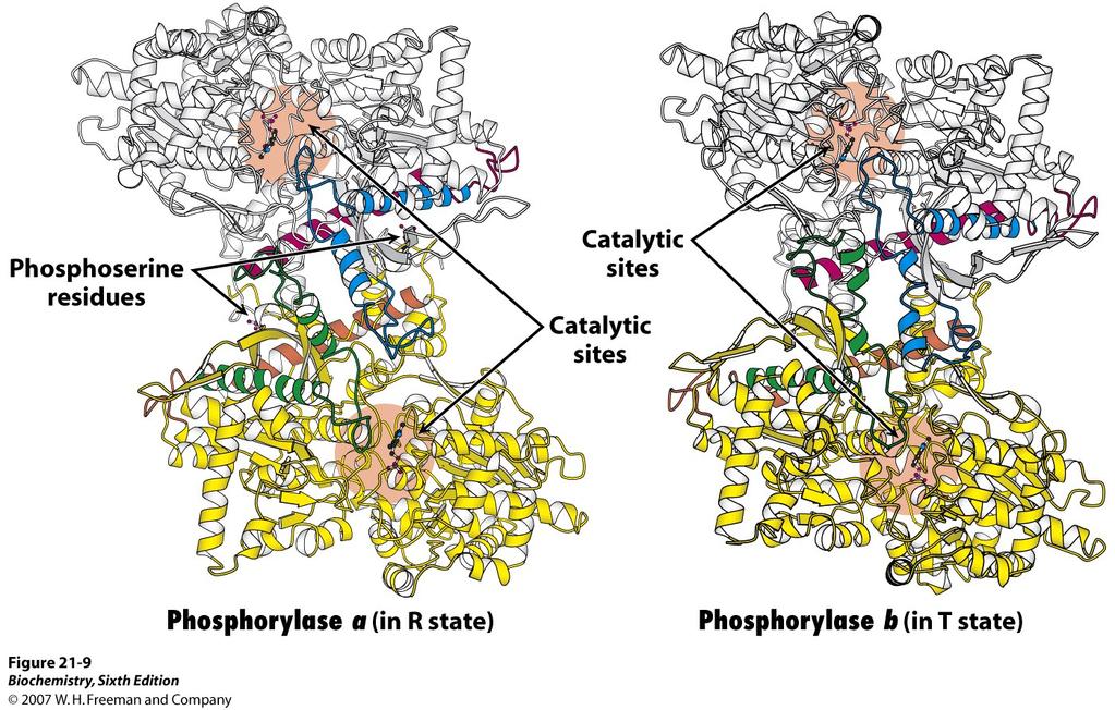 Strukture fosforilaze a i fosforilaze b Fosforilaza a je fosforilirana na Ser14 u svakoj podjedinici i nalazi se u aktivnijem R