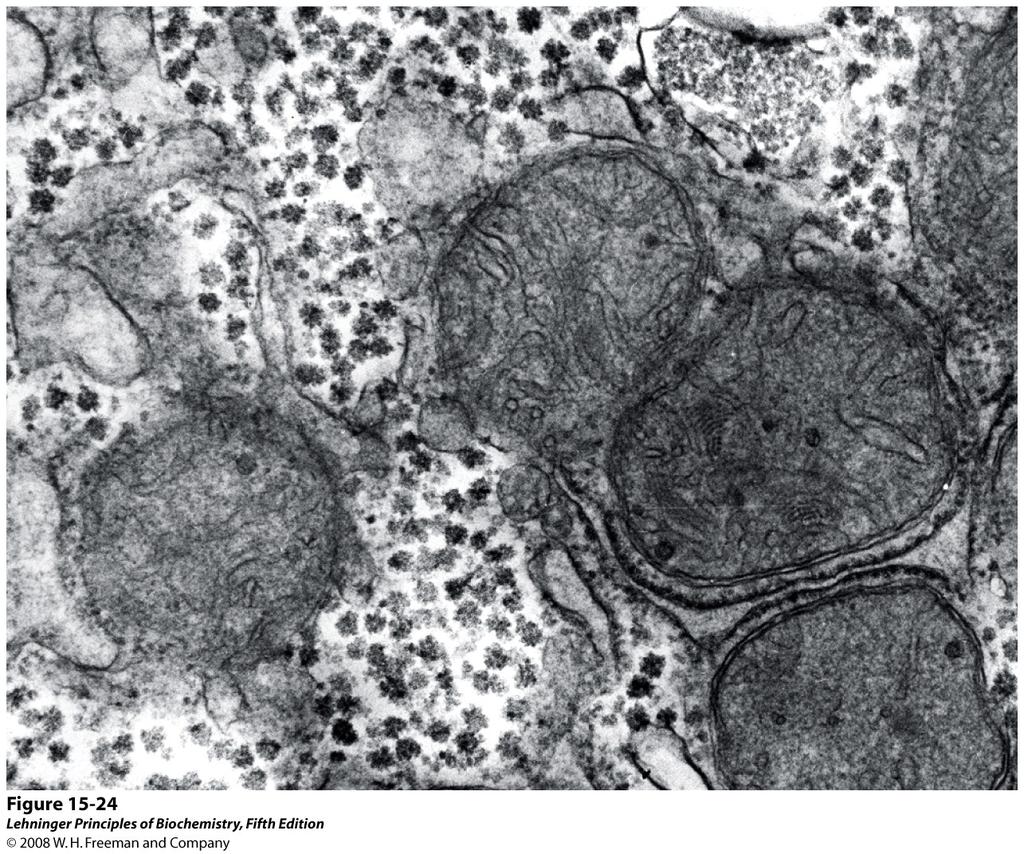 Čestice glikogena u hepatocitima. Glikogen, čestice za pohranjivanje glukoze, u hepatocitima se nalazi u citoplazmi blizu tubula endoplazmatske mrežice (endoplazmatskog retikula).
