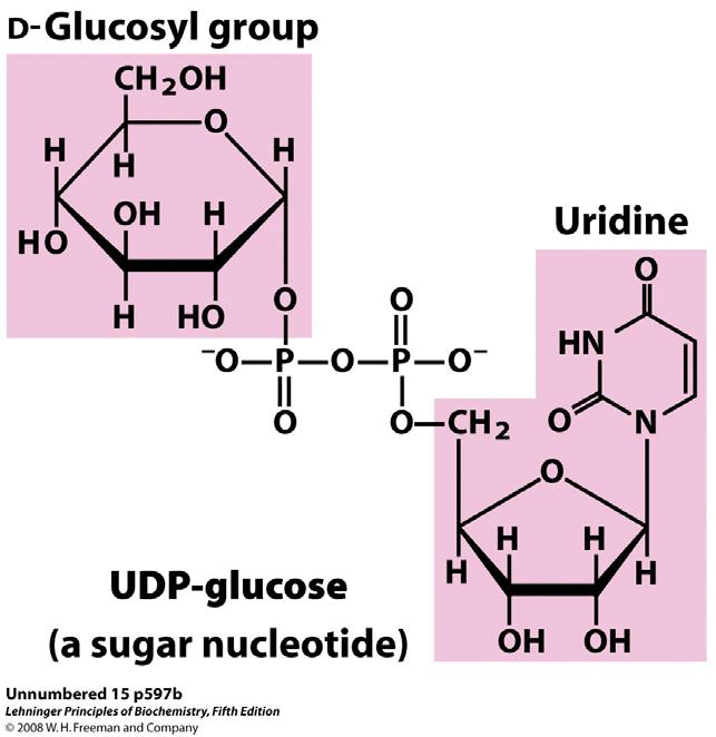 UDP-glukoza donira glukozu za sintezu glikogena Šećerni nukleotidi supstrati su prilikom pretvorbe monosaharida u disaharide, glikogen, škrob, celulozu kao i u kompleksnije