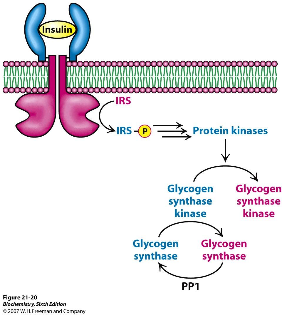 Inzulin stimulira sintezu glikogena tako što inaktivira glikogen sintaze kinazu (GSK) Inzulin inaktivira glikogen sintaze kinazu.