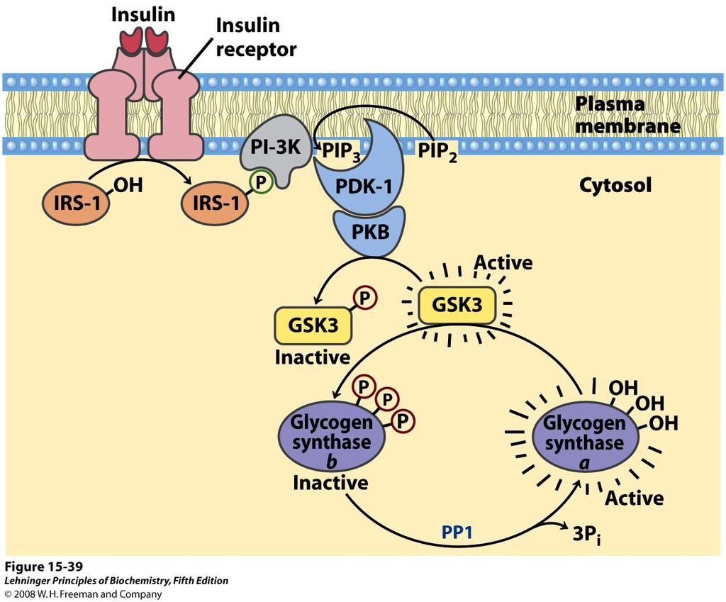 Glikogen sintaze kinaza (GSK3) provodi neke signale inzulina Vezanje inzulina na receptor, aktivira tirozinsku kinazu receptora koja fosforilira inzulin receptor supstrat 1 (IRS-1).