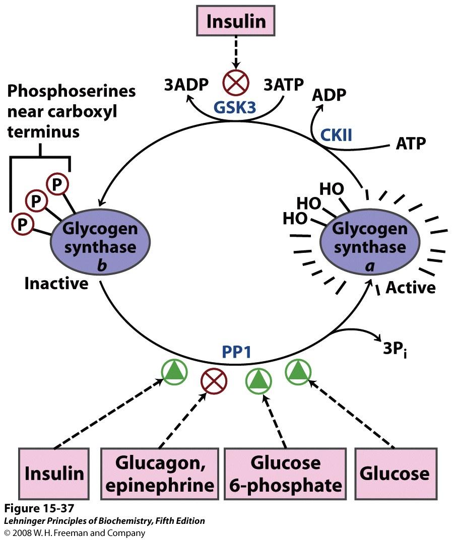 U jetrima, pretvorbu glikogen sintaze b u glikogen sintazu a, provodi PP1 koja je vezana za česticu glikogena. PP1 uklanja fosforilne skupine s tri serilna ostatka koje je fosforilirala GSK3.