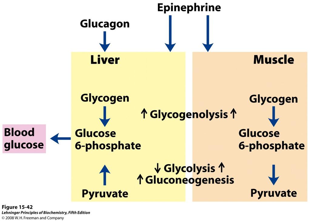 Razlike u fiziologiji mišića i jetara 1) Mišići koriste vlastiti glikogen smo za svoje potrebe; 2) Kako prelaze iz aktivnog stanja u mirovanje, mišićima se mijenja potreba za ATP koji dobivaju