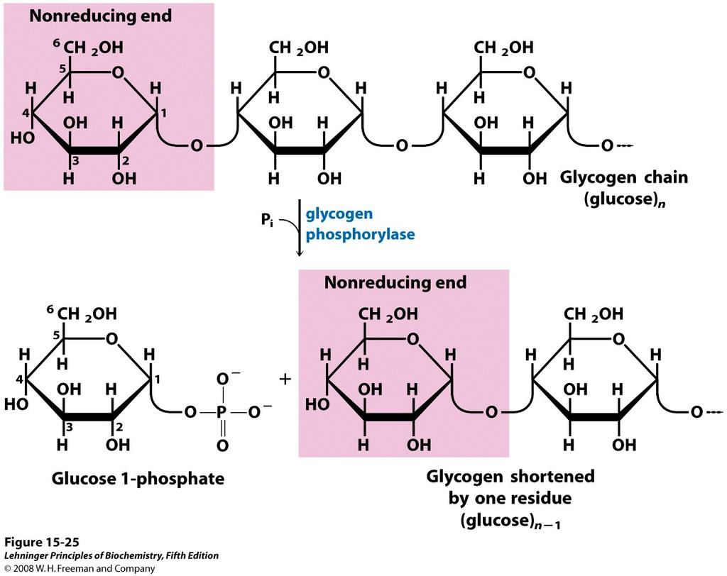 Razgradnju glikogena katalizira glikogen fosforilaza Enzim sukcesivno uklanja jedinice glukoze s nereducirajućeg kraja glikogena i proces se nastavlja