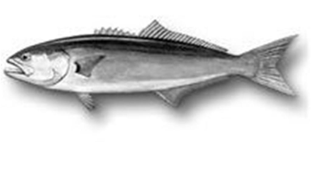 STERILIZACIJA (RIBLJE KONZERVE)