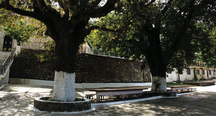Υπάρχουν 7-9 είδη αυτού του δέντρου το