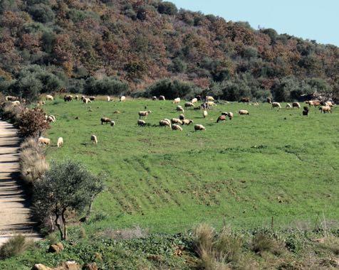 Σωτήρος,