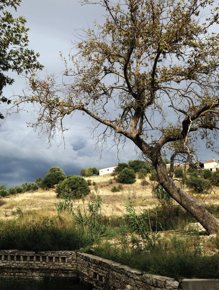 Ελαιοχώρι Ι.Ν.