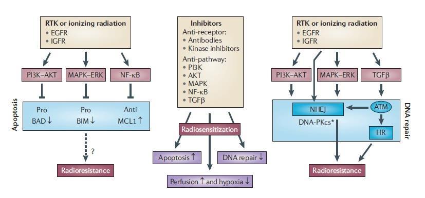 ΑΚΤ, ΜΑΡΚ και NF-κΒ μπορούν να οδηγήσουν σε φωσφορυλίωση και απενεργοποίηση των προ-αποπτωτικών (Pro) πρωτεϊνών BCL-2, που σχετίζεται τον κυτταρικό θάνατο (BAD) και BCL-2.