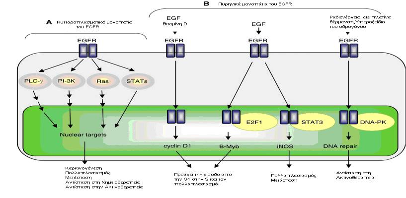 το σηματοδοτικό μονοπάτι Ras-Raf-MAPK, το σηματοδοτικό μονοπάτι της κινάσης της 3-φωσφατιδυλοϊνοσιτόλης (ΡΙ3Κ) και της πρωτεϊνικής κινάσης Akt (phosphatidylinositol 3-kinase/Akt pathway), το