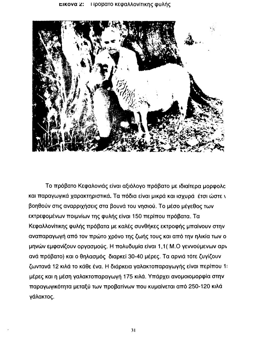 ε ικ ό ν α i\ ι ιροματο κεφαλλονίτικης φυλής Το πρόβατο Κεφαλονιάς είναι αξιόλογο πρόβατο με ιδιαίτερα μορφολο και παραγωγικά χαρακτηριστικά.