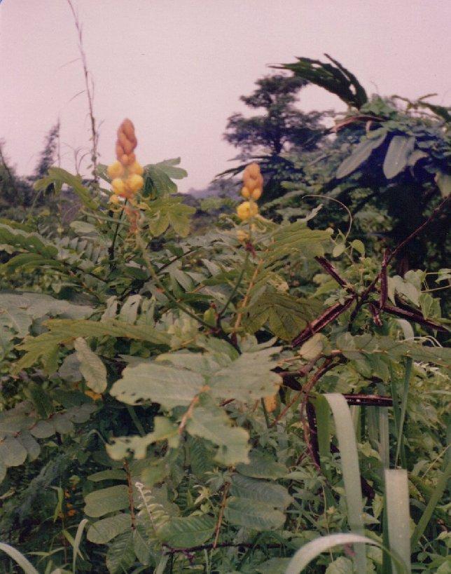1.5 Cassia alata Linn. 1.5.1 Morfologi am Rajah 1.1 : Cassia alata Linn.