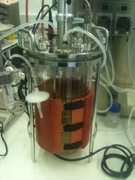al, 2014) Pseudomonas putida: αποδομεί το diphenylamine (Perruchon