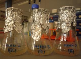 et al, 2015, Int Biodet Biodeg 104: 201-211) Sphingomonas