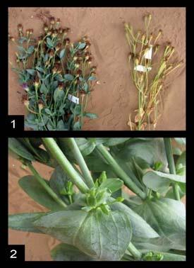 א ב ה ב א ג מספר פרחים,.Flower num מספר הפרחים משלב התפתחות 3 והלאה על גבי.8 הצמח. נמדד ביום בו הפרח הראשון הגיע לשלב התפתחות 9 סיים פריחה).
