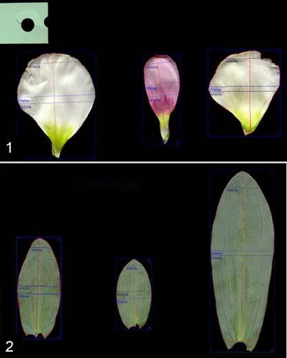 א א יג) זווית ב- 25%,.leaf/petal LobeAngle25 הזווית שנוצרת בין שני קווים ישרים היוצאים מבסיס העלה לשני נקודות הקיצון בקו המשרטט את רוחבו של העלה ב- 25% מאורכו. יד) יחס זווית ב- 10% זווית ב- 25%,.