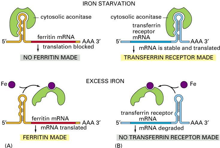]18[ ה- hnrnp שנוטים להיות חלבוני בקרה שליליים. חלבונים נוספים גורמים לשינויים בקונפורמציות, עוזרים בקירוב החלקים לצורך החיתוך ומחזקים ומייצבים את התהליך.