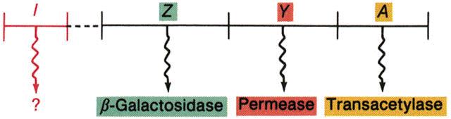 coli שיודע לווסת את רמת התרגום של mrna לפי הצורך בלקטוז. הכמות היחסית של mrna המקודד לאנזים Lac תעלה תוך דקות ברגע שמוספים לקטוז למצע, ולאחר מכן תעלה גם כמות החלבון.