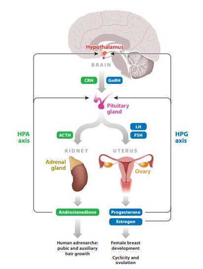 HPG-telg, mille aktiivsus puberteedieas kasvab, on funktsionaalne ka lapseeas LH, FSH ja östradiooli tasemed on siis madalamad.