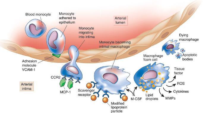 πρόσφυσης στα ενδοθηλιακά κύτταρα, μονοκύτταρα και Τ-λεμφοκύτταρα εισέρχονται στον υποενδοθηλιακό χώρο.