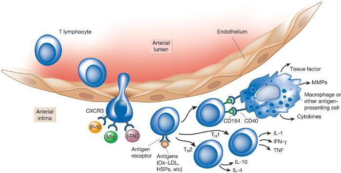 αποτελούνται κυρίως από πολλές κυτταροκίνες, όπως οι ιντερλευκίνες (IL-1, IL-2, IL-6), ο παράγοντας νέκρωσης όγκων (TNF-α), και τα μόρια προσκόλλησης, αλλά και πρωτεΐνες οξείας φάσης με πρωταγωνιστή