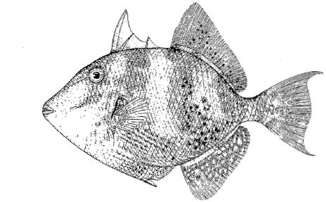 FAMILY BALISTIDAE Balistes carolinensis (Gemelin, 1789); Balistes capriscus Αγγλικό όνομα: : Grey triggerfish, clown triggerfish Ελληνικό όνομα: Βαλιστής ή γουρουνόψαρο Τρέχουσα